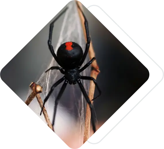 red back spider in web